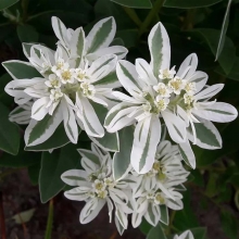 Молочай окаймленный