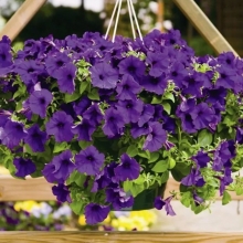 Петуния Суперкаскадная F1 Синяя