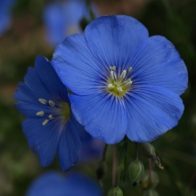 Лен Атласный голубой