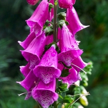 Наперстянка Старый Замок пурпурная