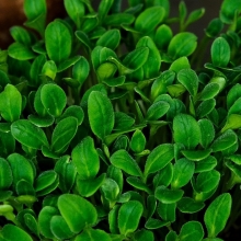 Микрозелень Бораго (огуречная трава)