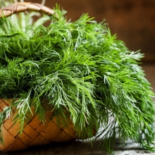 Укроп Карлик