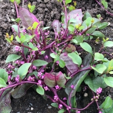 Базелла Заморский гость