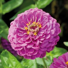 Цинния Исполин пурпурный