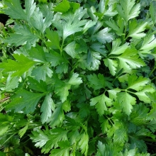 Петрушка Частушка (листовая)