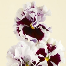 Виола Фламенко Белая F1 (Виттрока)