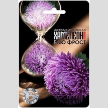 Астра Хамелеон селект Блю Фрост