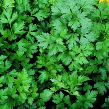 Петрушка Наталка листовая