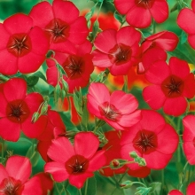 Лен Рубрум крупноцветковый