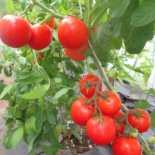 Томат Румба Ожаровска (большой пакет)
