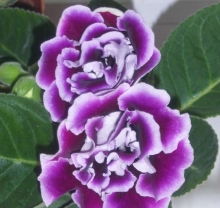 Глоксиния Брокада синяя с белым F1