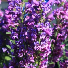 Пенстемон вертикальный синий (большой пакет)