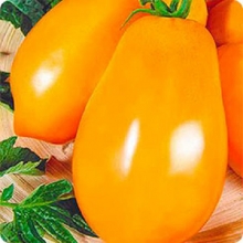 Томат Желтая Ракета