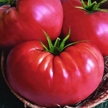 Томат Ленинградский Гигант