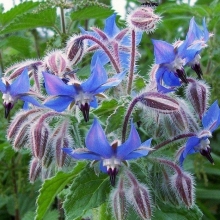 Огуречная трава Храброе сердце