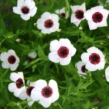 Лен Небесное око