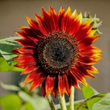 Подсолнечник Вечернее солнце декоративный