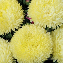 Астра Джувел Хелиодор