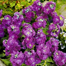 Левкой Дюймовочка Фиолетовый