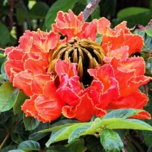 Спатодея Африканское тюльпанное дерево