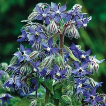 Бораго Медонос (Огуречная трава)