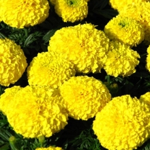 Бархатцы Желтый камень