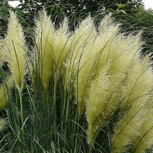 Ламаркия Золотой Дождь золотистая