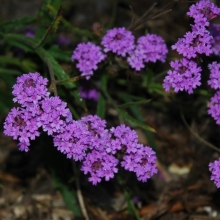 Вербена Ароматный Водопад (тонкорассеченная)