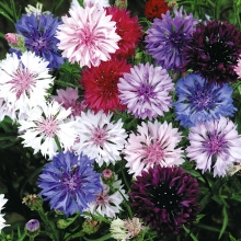 Василек Букетный синий смесь