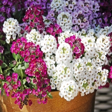 Алиссум Магические цвета смесь