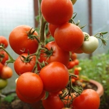 Томат Летний сад F1