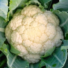 Капуста Сугроб цветная