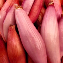 Лук Цебруне шалот