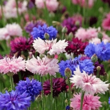 Василек Дачный букет смесь