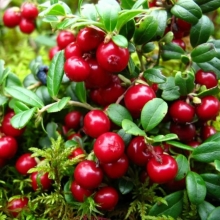 Клюква Красавица