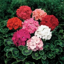 Пеларгония Люстра микс зональная