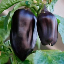 Перец Пантера