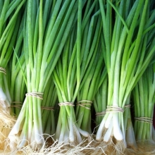 Лук Изумрудный (батун)