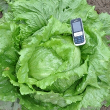 Салат Айсберг Русский размер (кочанный)