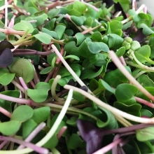 Микрозелень Пряный микс