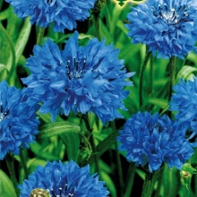 Василек Лагуна синий