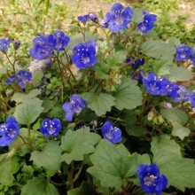 Фацелия Голубая мечта