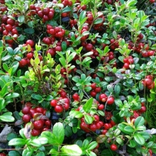 Клюква Царевна болотная (большой пакет)