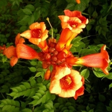 Кампсис Апельсиновый рассвет (укореняющийся)