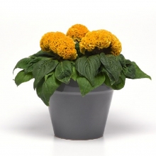 Целозия Концертина Ело (горшечная)