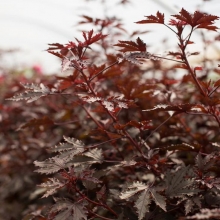 Гибискус Махогани Сплендер