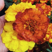 Бархатцы Русский размер F1 смесь (отклоненные)