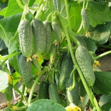 Огурец Георгий Победоносец F1