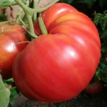 Томат Король Крупных