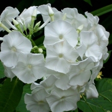 Флокс Очарование белое